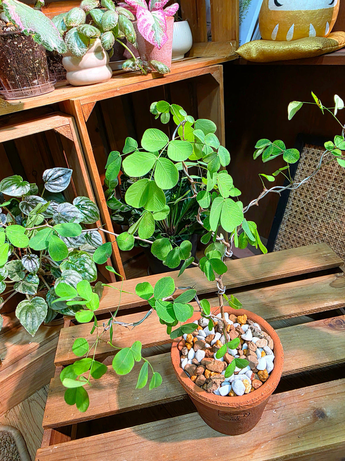 Bauhinia hooker 老樁小葉羊蹄甲