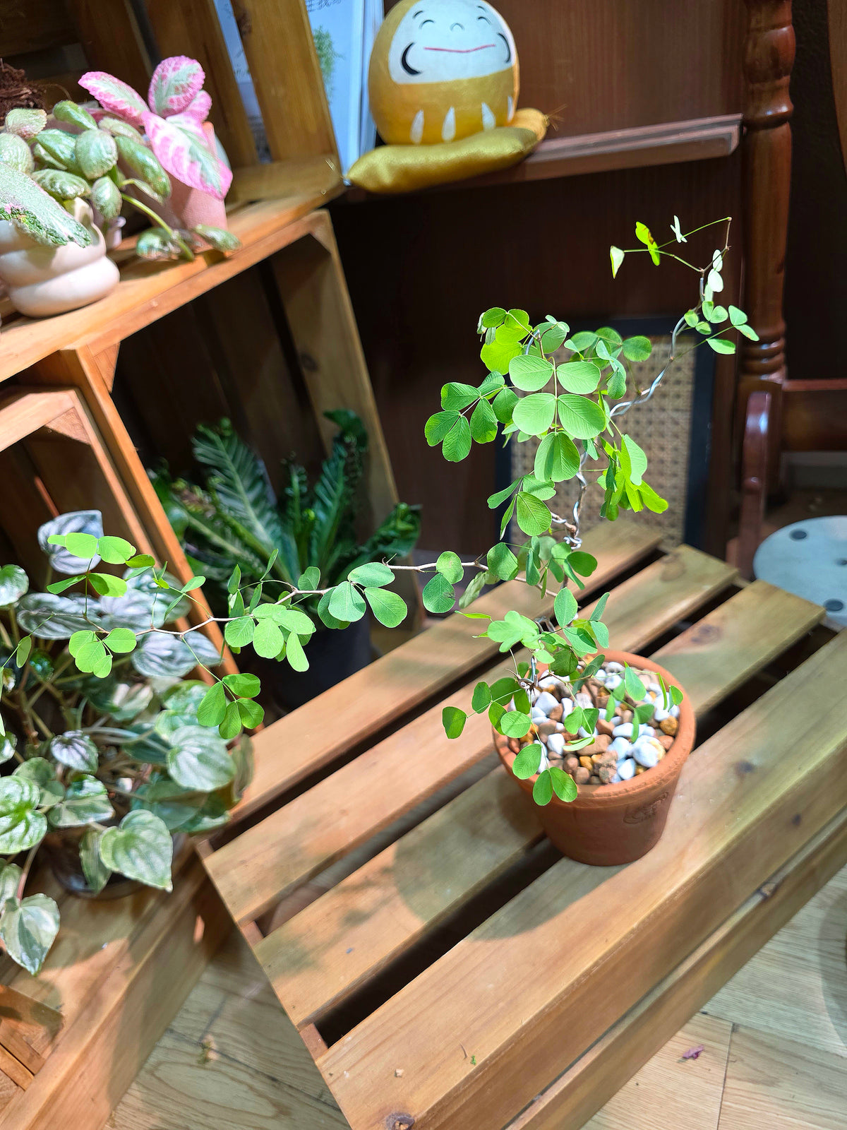 Bauhinia hooker 老樁小葉羊蹄甲