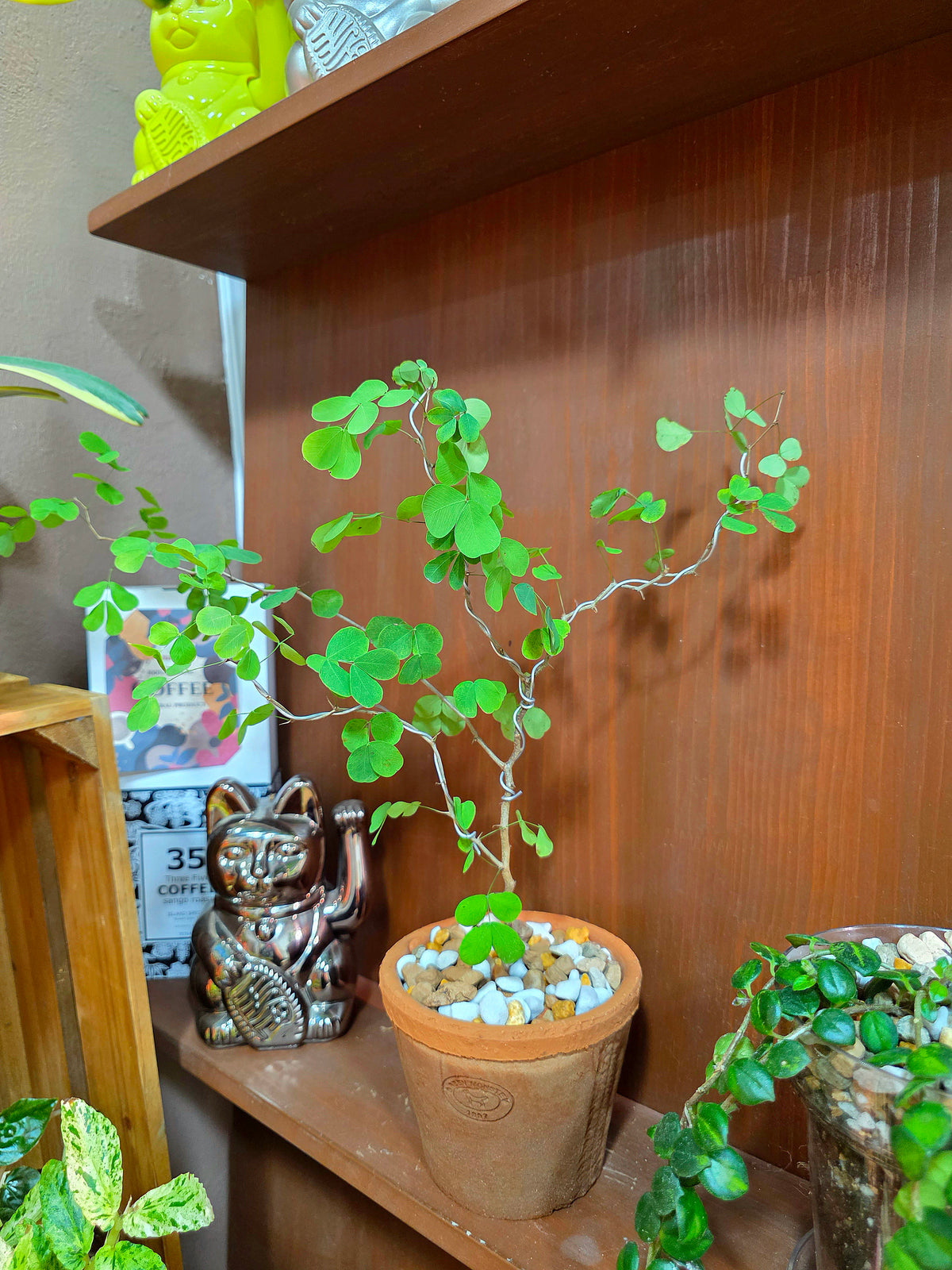 Bauhinia hooker 老樁小葉羊蹄甲