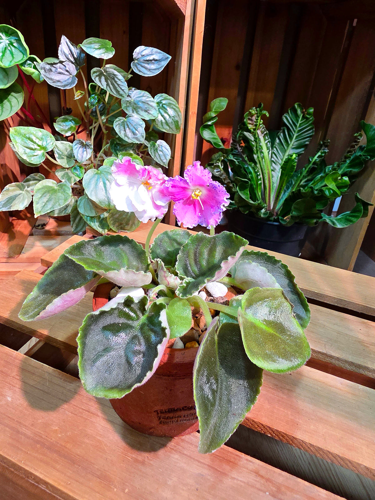 Streptocarpus ionqnthus 非洲紫羅蘭 - 梵音