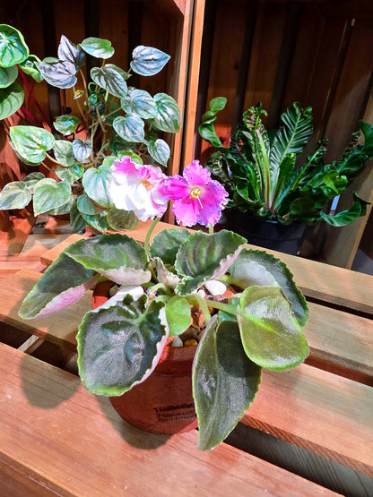 Streptocarpus ionqnthus 非洲紫羅蘭 - 梵音