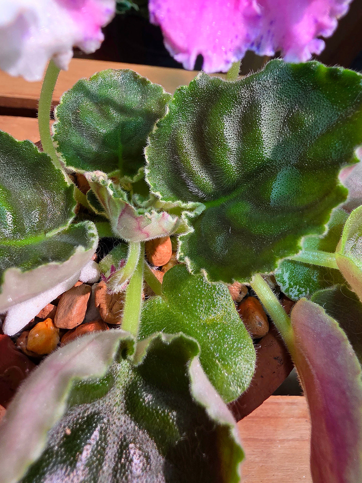 Streptocarpus ionqnthus 非洲紫羅蘭 - 梵音
