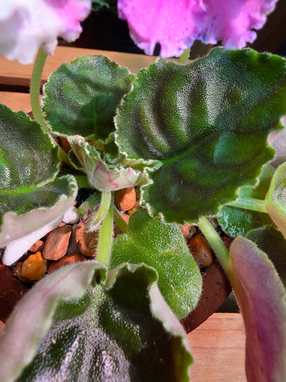 Streptocarpus ionqnthus 非洲紫羅蘭 - 梵音