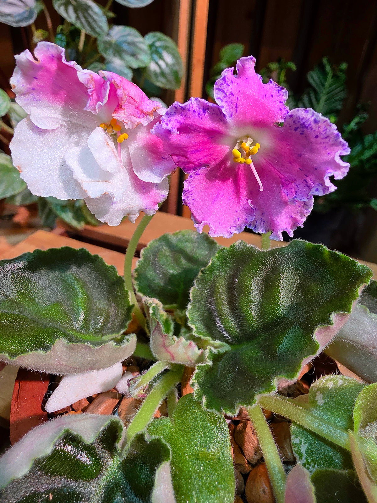Streptocarpus ionqnthus 非洲紫羅蘭 - 梵音