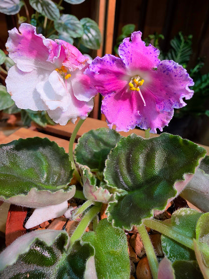Streptocarpus ionqnthus 非洲紫羅蘭 - 梵音