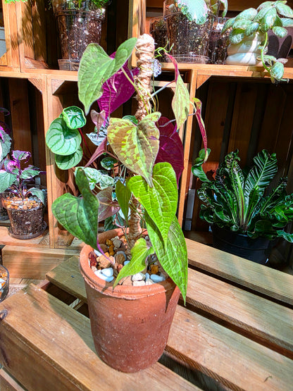 Aglaonema Pictum Tricolor