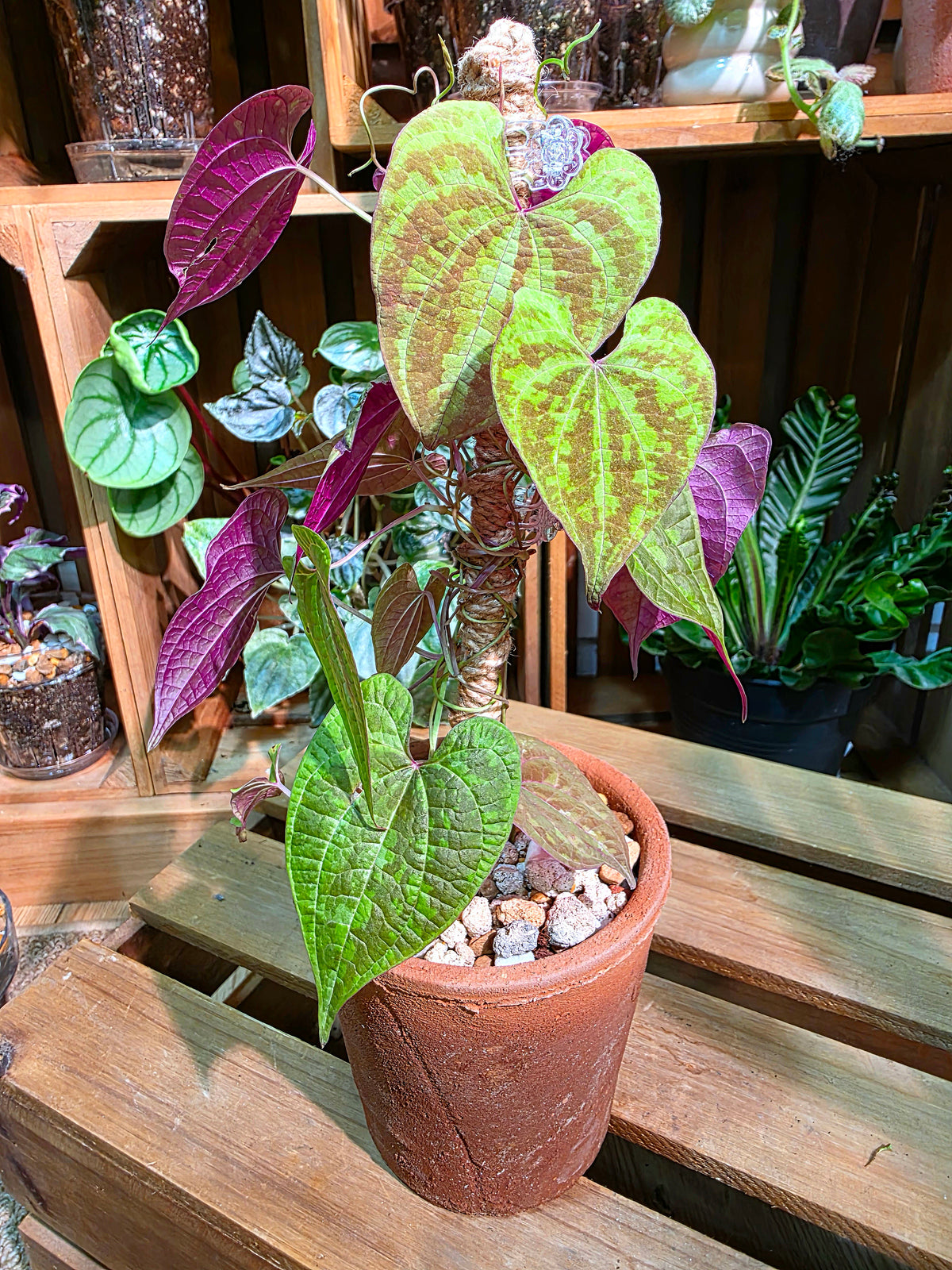 Aglaonema Pictum Tricolor