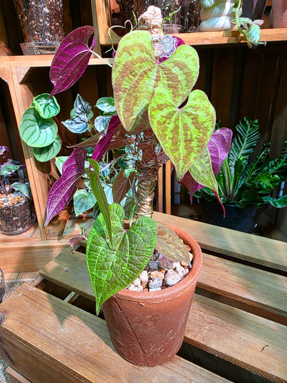 Aglaonema Pictum Tricolor