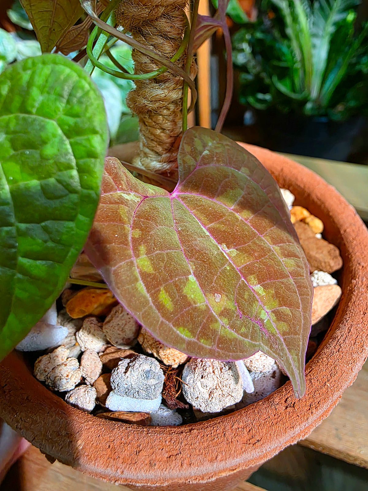 Aglaonema Pictum Tricolor