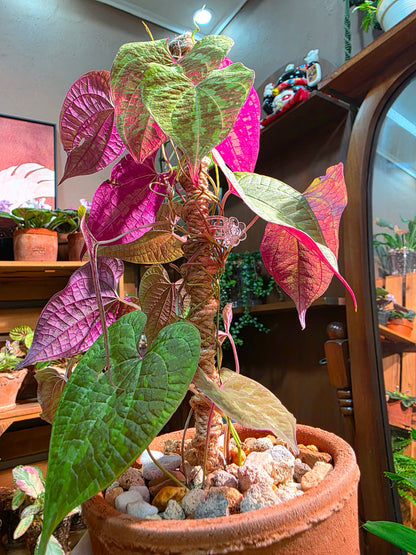 Aglaonema Pictum Tricolor