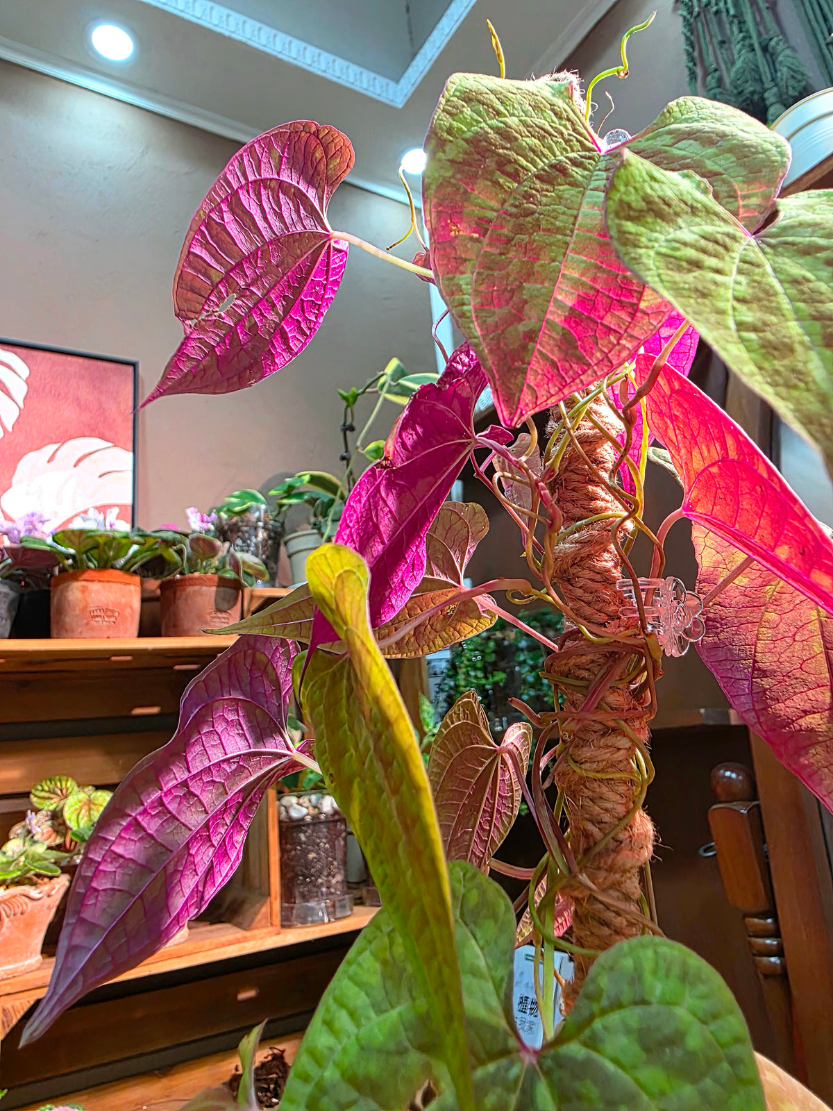 Aglaonema Pictum Tricolor