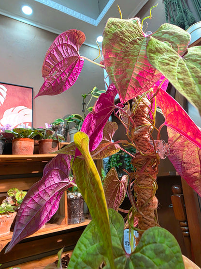 Aglaonema Pictum Tricolor