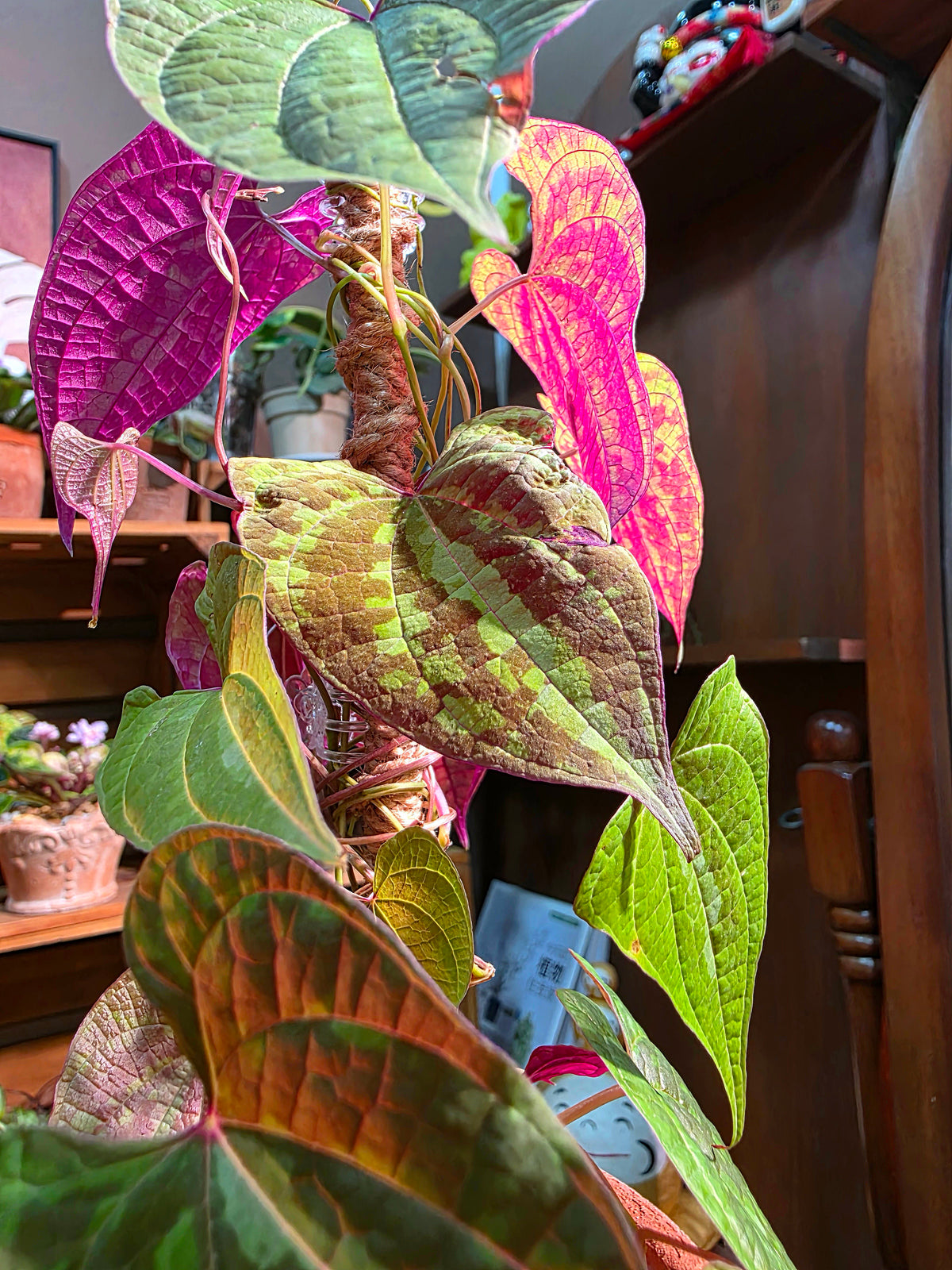 Aglaonema Pictum Tricolor