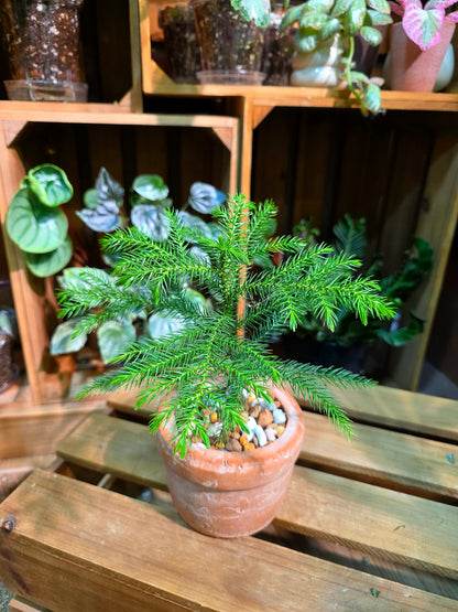 Aglaonema Pictum Tricolor