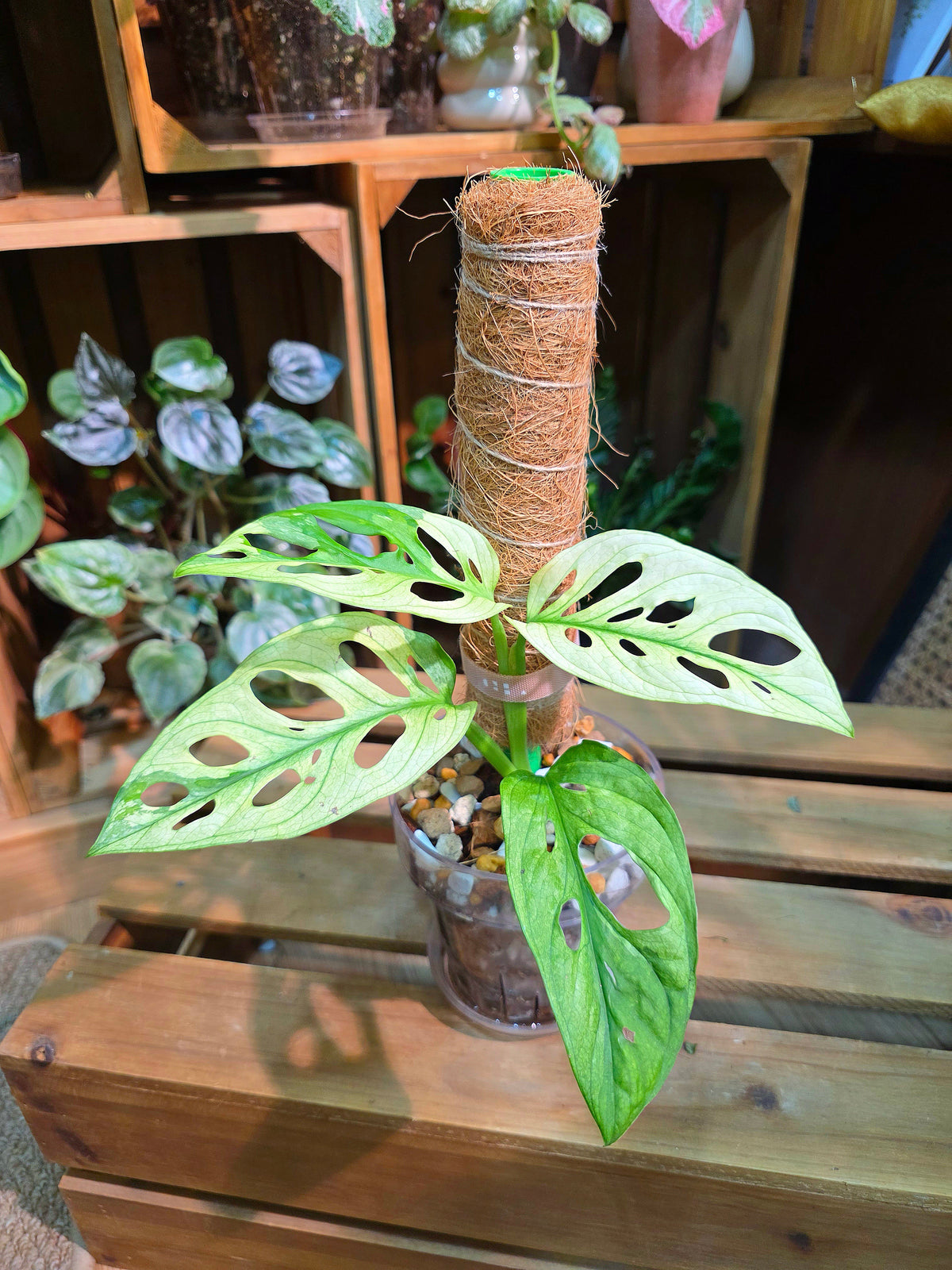 Monstera adansonii variegated