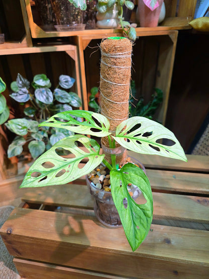 Monstera adansonii variegated