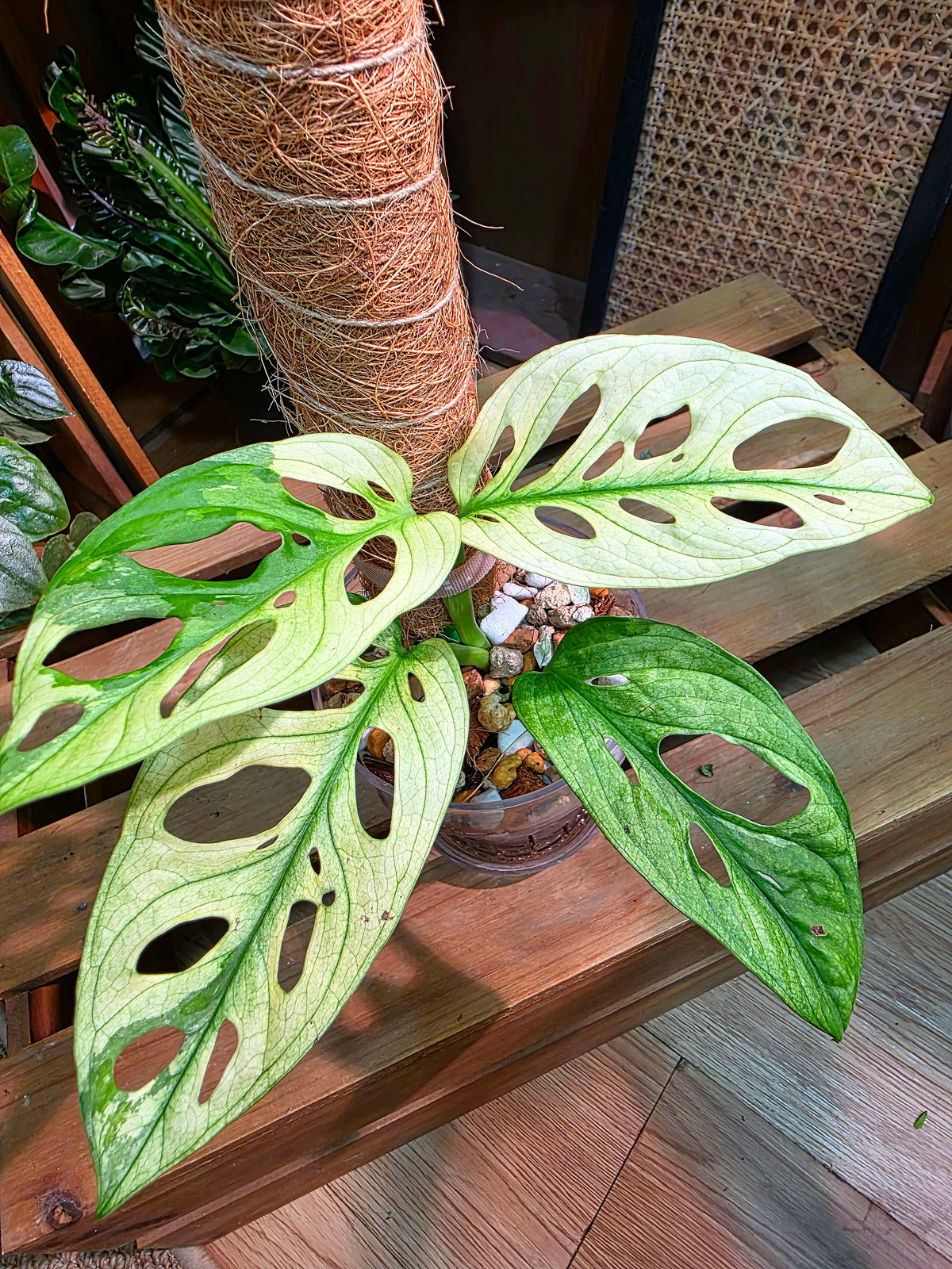 Monstera adansonii variegated