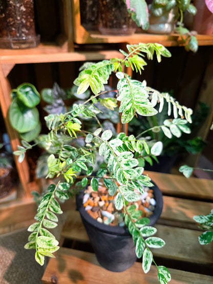 Phyllanthus urinaria variegated 白斑葉下珠