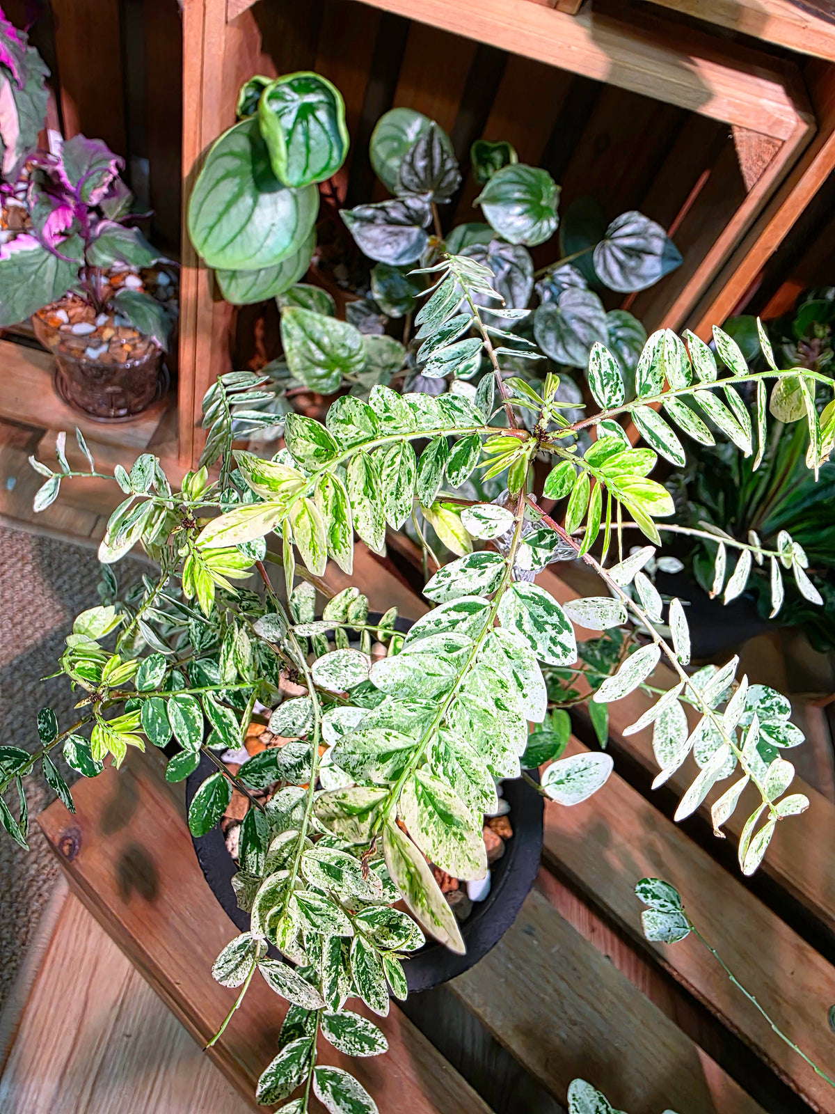 Phyllanthus urinaria variegated 白斑葉下珠