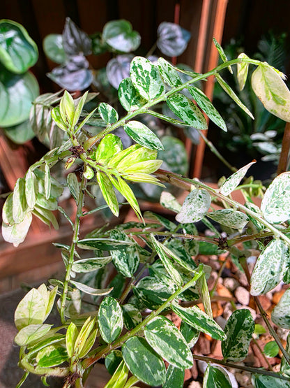 Phyllanthus urinaria variegated 白斑葉下珠