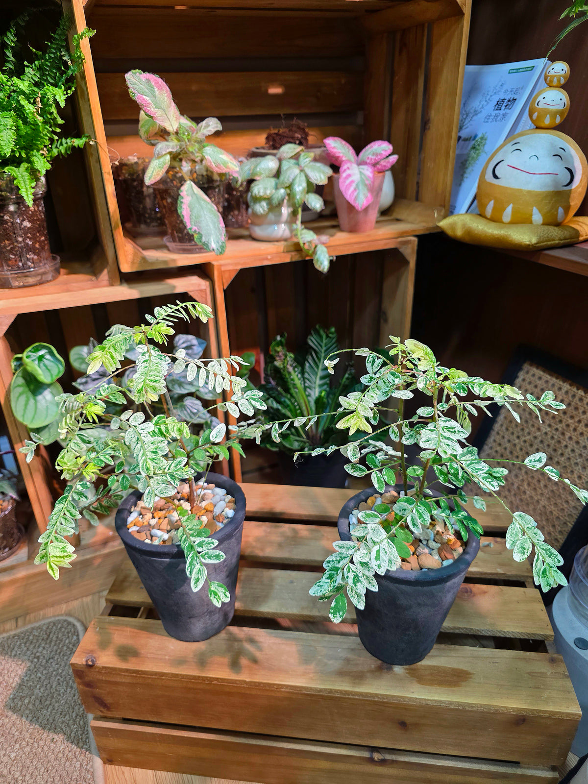 Phyllanthus urinaria variegated 白斑葉下珠