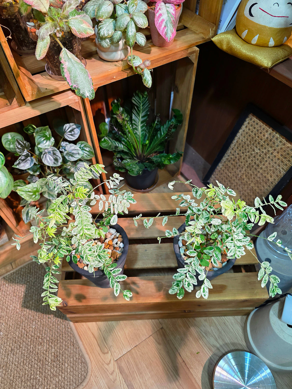 Phyllanthus urinaria variegated 白斑葉下珠
