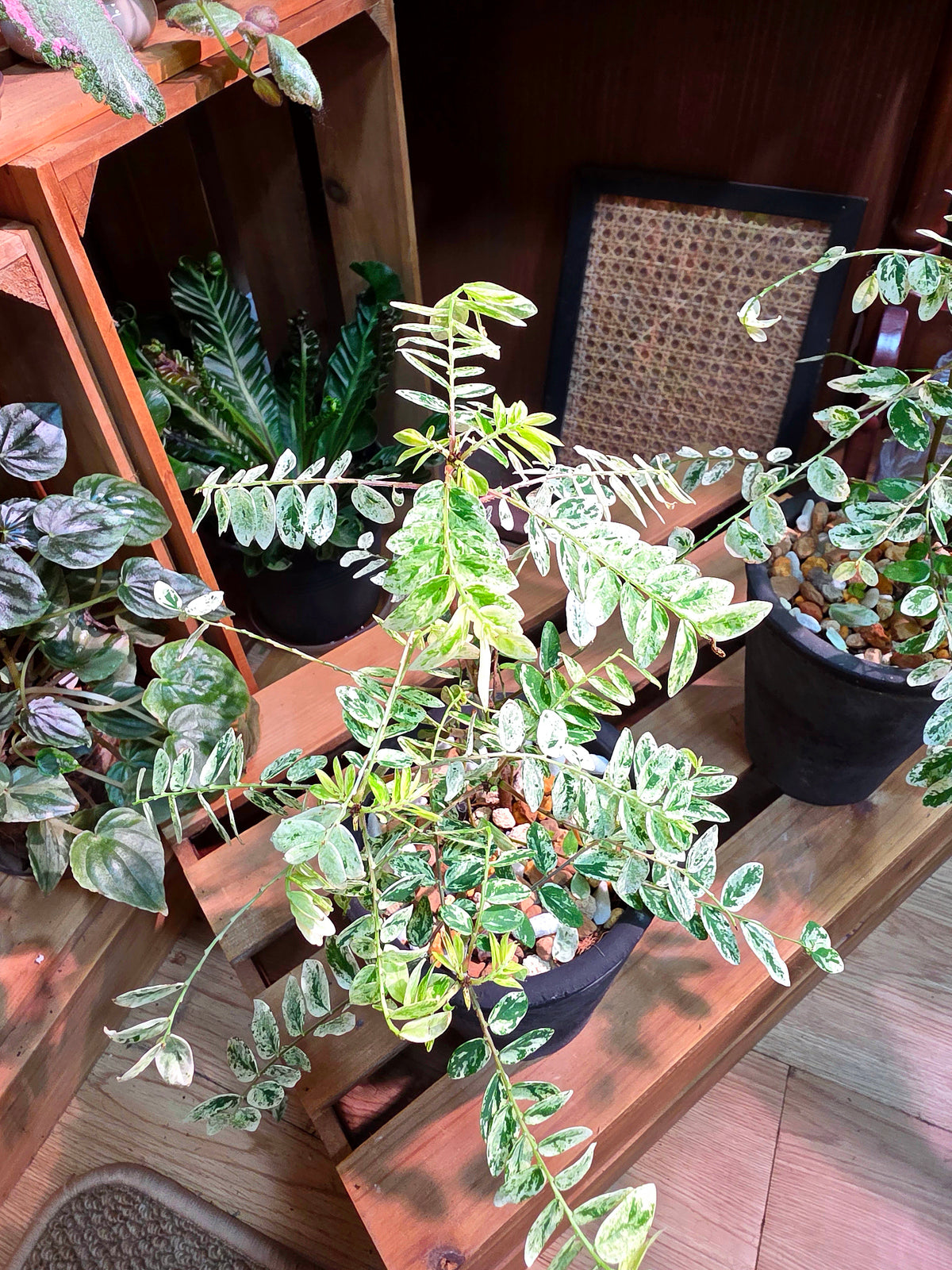 Phyllanthus urinaria variegated 白斑葉下珠