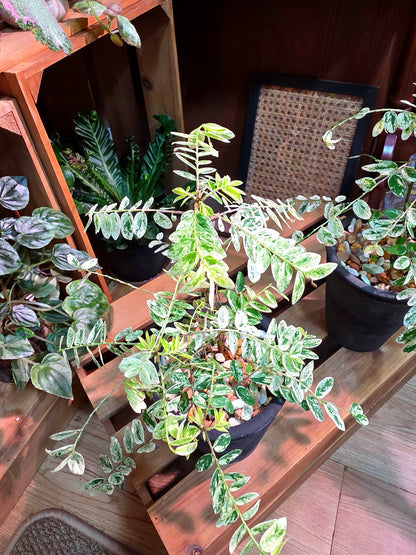 Phyllanthus urinaria variegated 白斑葉下珠