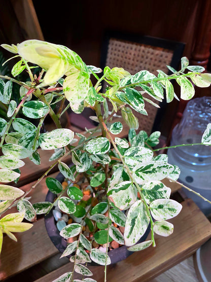 Phyllanthus urinaria variegated 白斑葉下珠
