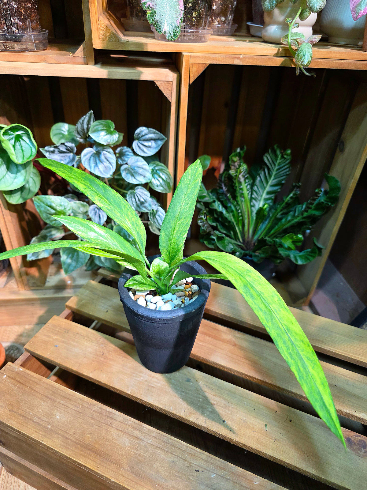 Anthurium vittariifolium Ribbon Anthurium