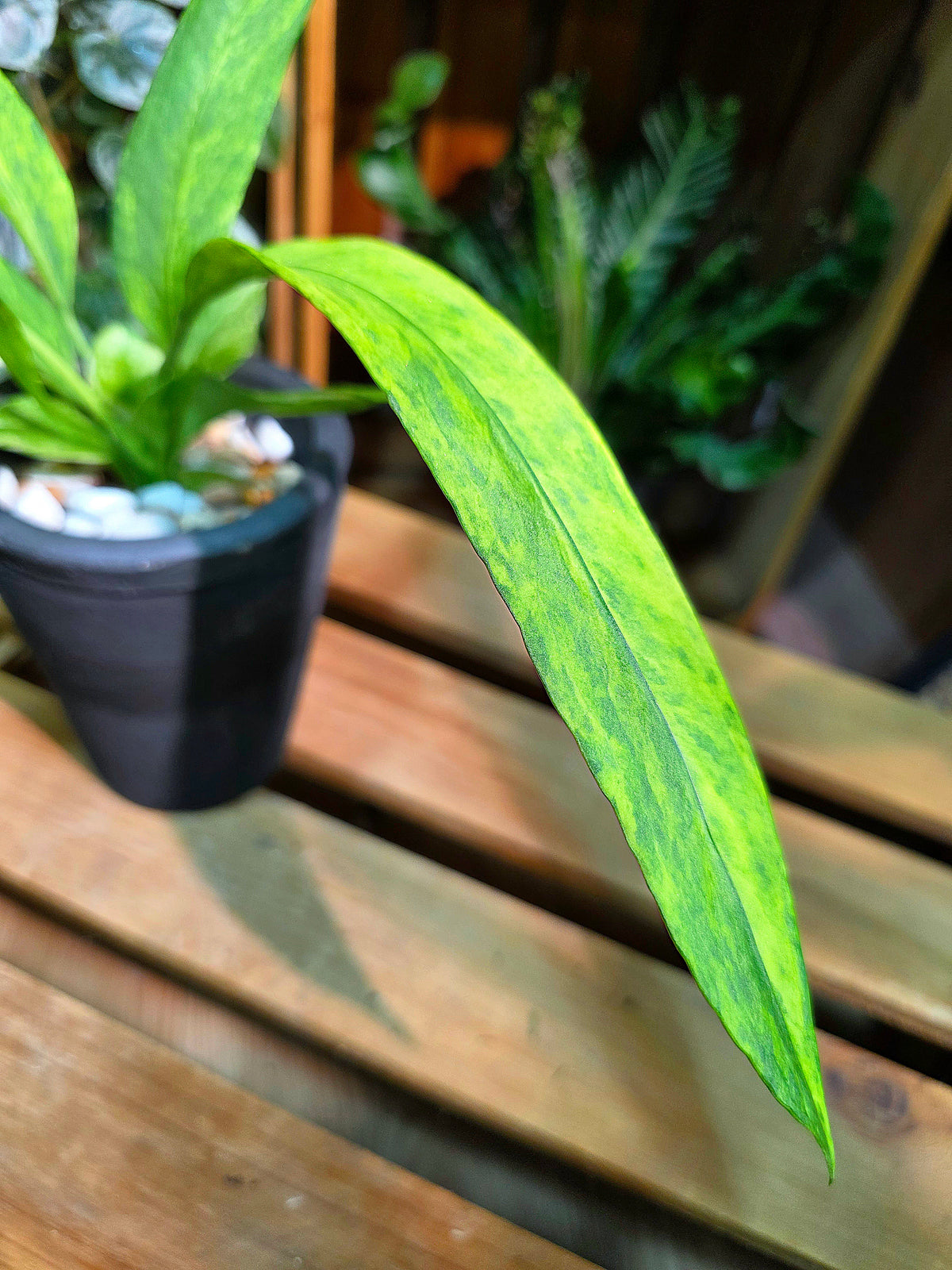 Anthurium vittariifolium Ribbon Anthurium