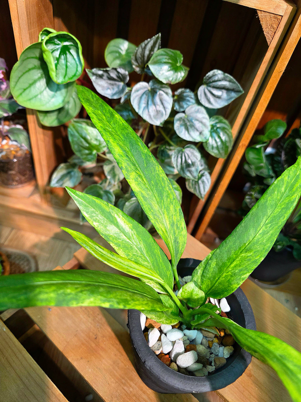 Anthurium vittariifolium Ribbon Anthurium
