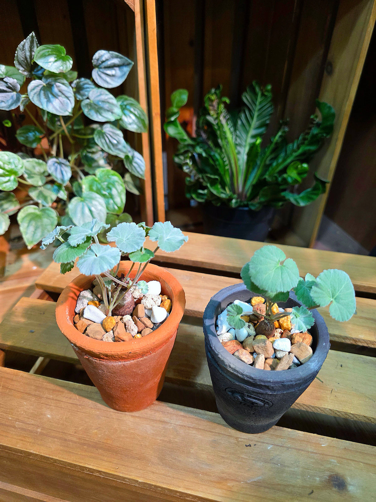 Pelargonium mirabile 枝幹洋葵