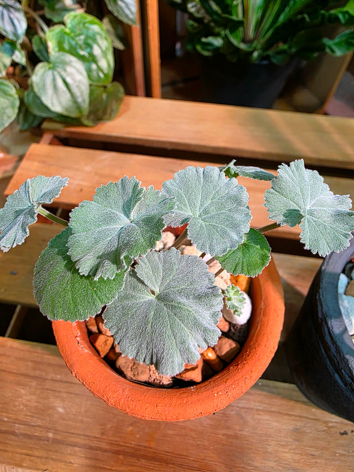 Pelargonium mirabile 枝幹洋葵