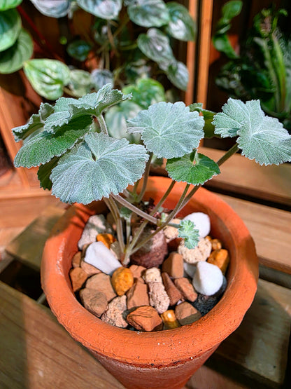 Pelargonium mirabile 枝幹洋葵