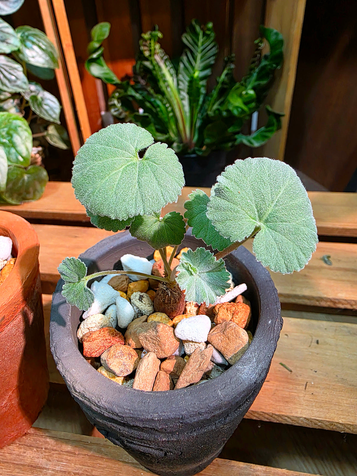 Pelargonium mirabile 枝幹洋葵