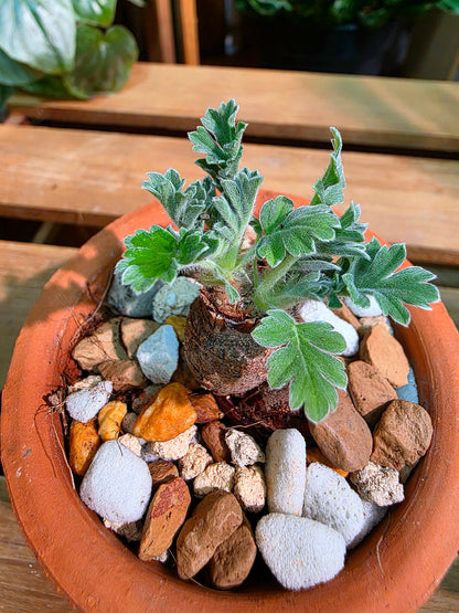 Pelargonium incrassatum 紅花洋葵