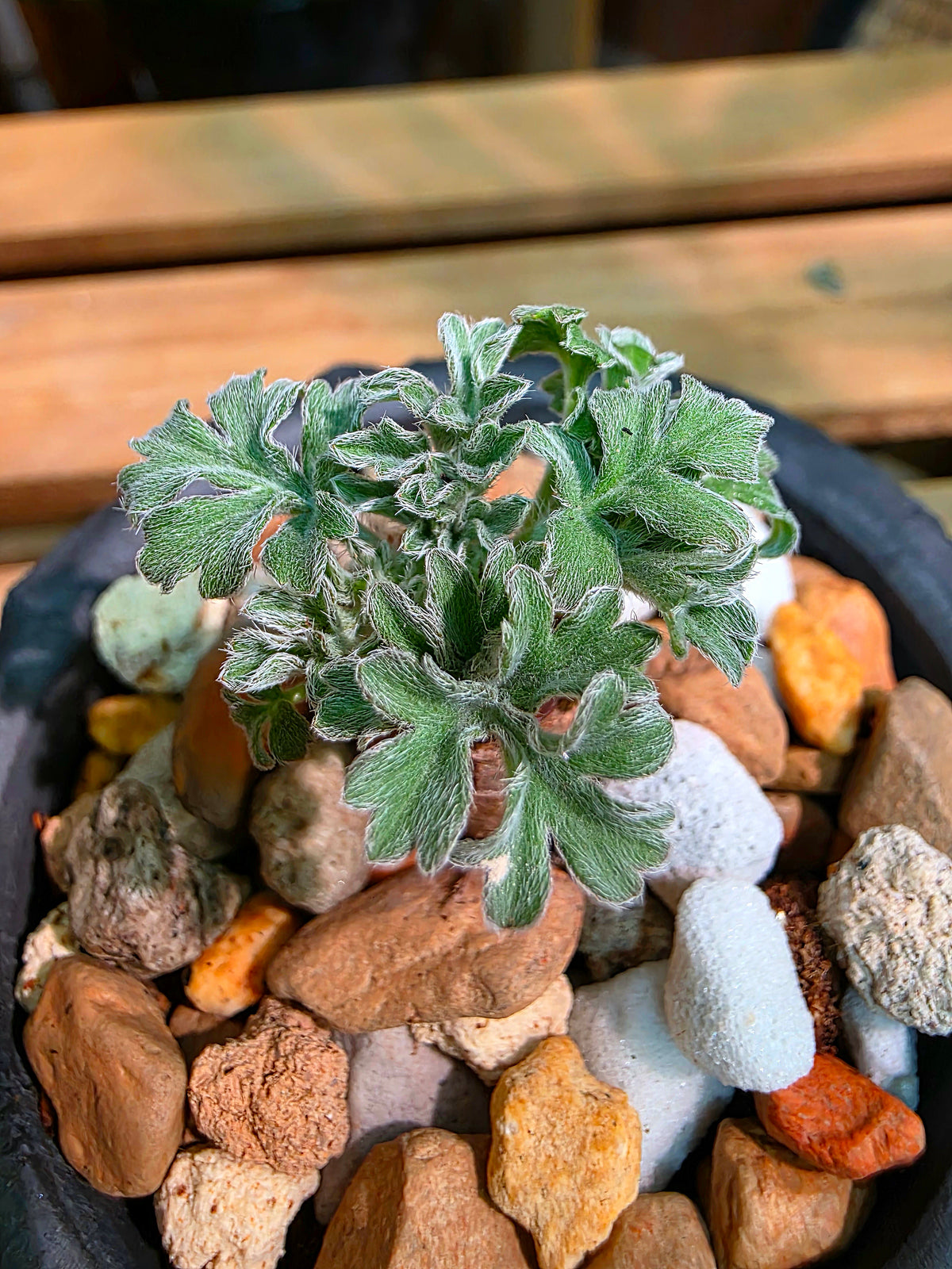 Pelargonium incrassatum 紅花洋葵