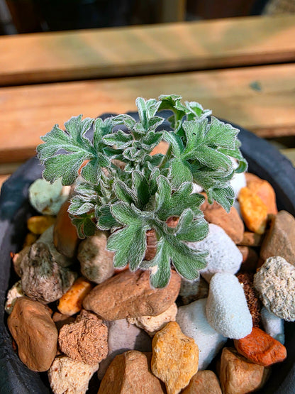 Pelargonium incrassatum 紅花洋葵