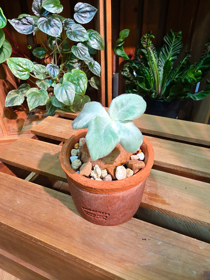 Sinningla leucotricha 斷崖女王