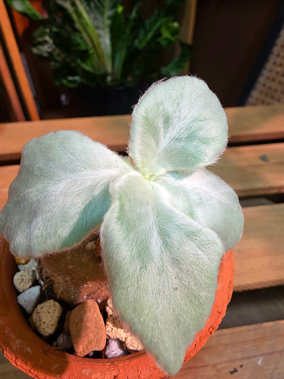 Sinningla leucotricha 斷崖女王