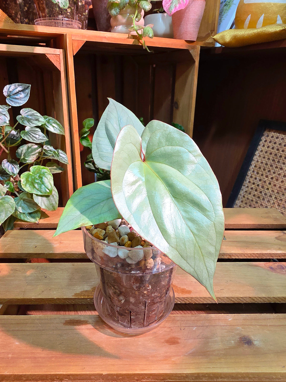 Anthurium vittariifolium Ribbon Anthurium