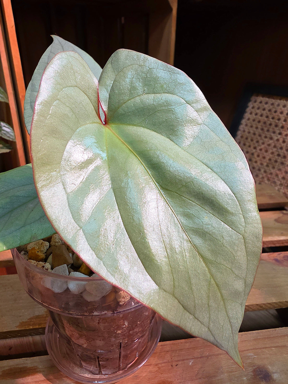 Anthurium vittariifolium Ribbon Anthurium