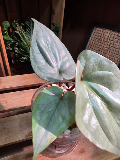 Anthurium vittariifolium Ribbon Anthurium
