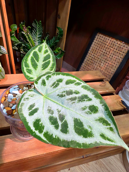 Anthurium crystallinum x dorayaki 水晶雜銅鑼燒花燭