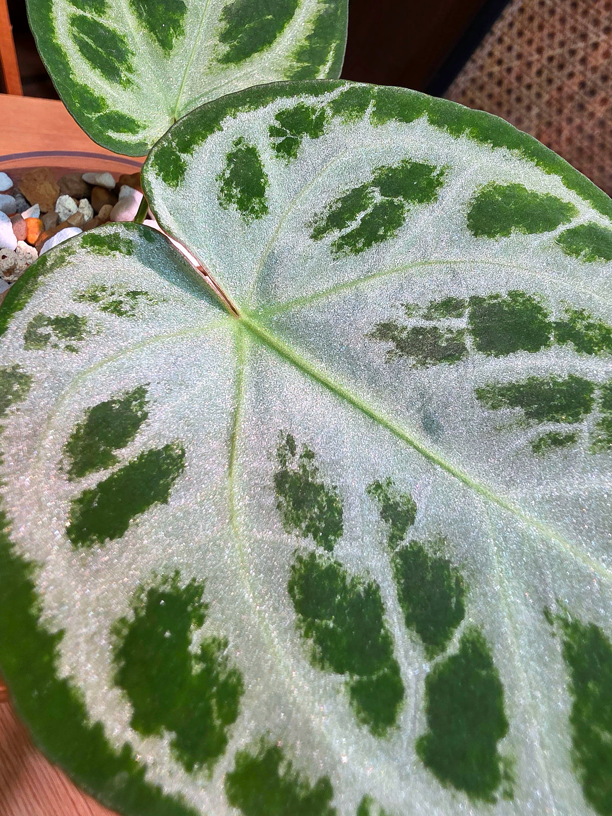 Anthurium crystallinum x dorayaki 水晶雜銅鑼燒花燭