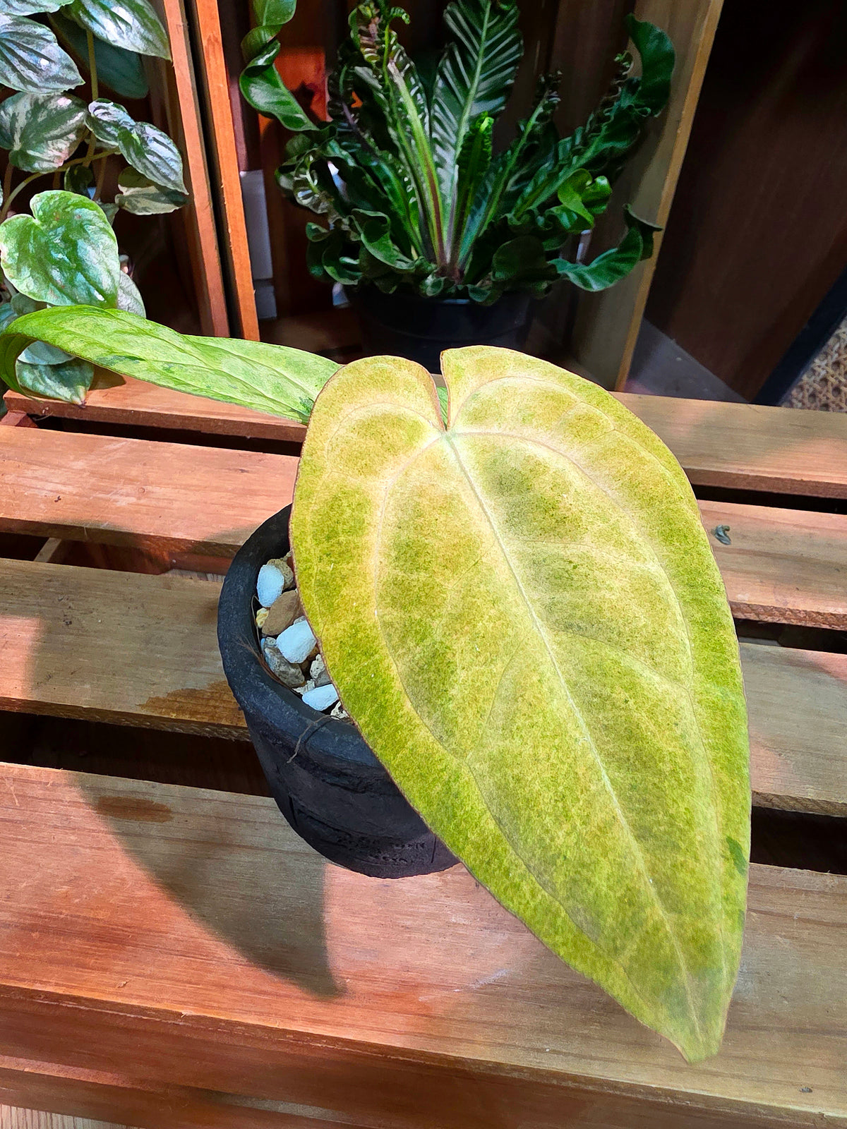 Anthurium RVDP VAR. x AOS 抹茶黑鳳凰雜黑桃花燭
