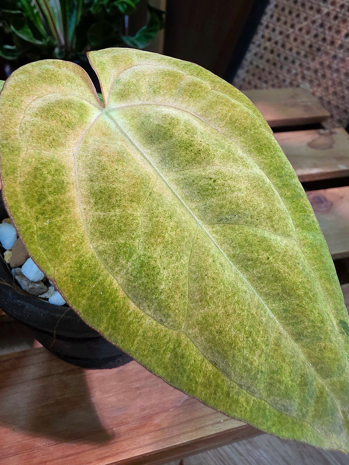 Anthurium RVDP VAR. x AOS 抹茶黑鳳凰雜黑桃花燭
