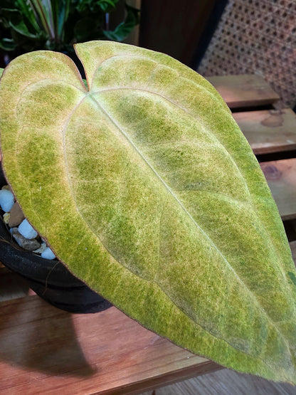 Anthurium RVDP VAR. x AOS 抹茶黑鳳凰雜黑桃花燭