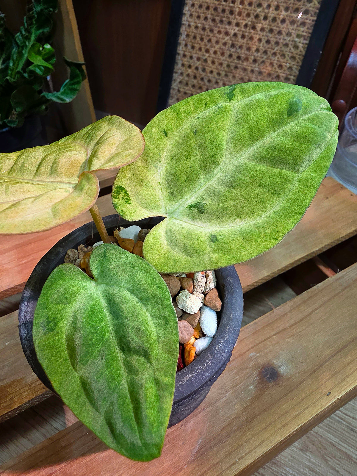 Anthurium RVDP VAR. x AOS 抹茶黑鳳凰雜黑桃花燭